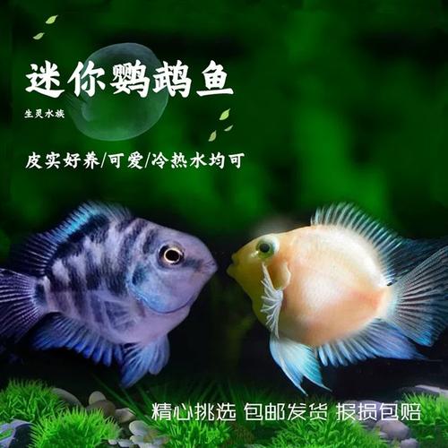 宝蓝白金鹦鹉鱼,好养新手,选颜色(养宝蓝鹦鹉鱼好还是白金鹦鹉鱼) 宝蓝白金鹦鹉鱼,好养新手,选颜色(养宝蓝鹦鹉鱼好还是白金鹦鹉鱼)