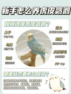 虎皮鹦鹉专用奶粉喂养方法（刚孵化的虎皮鹦鹉幼鸟怎么喂）