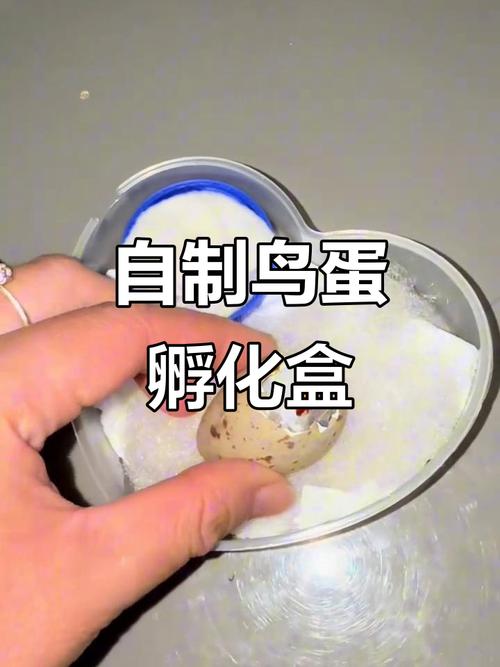 盆布加温计,简单挑战生命!(没有孵蛋器怎么人工孵鸟蛋) 盆布加温计,简单挑战生命!(没有孵蛋器怎么人工孵鸟蛋)