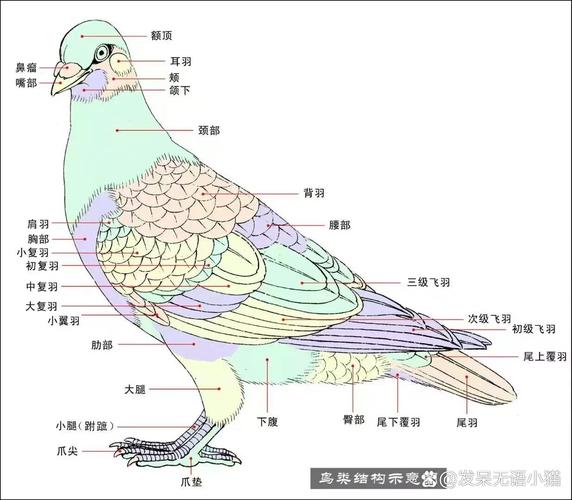鸟类骨骼羽毛翅膀特点详解（初二鸟的结构图及介绍）