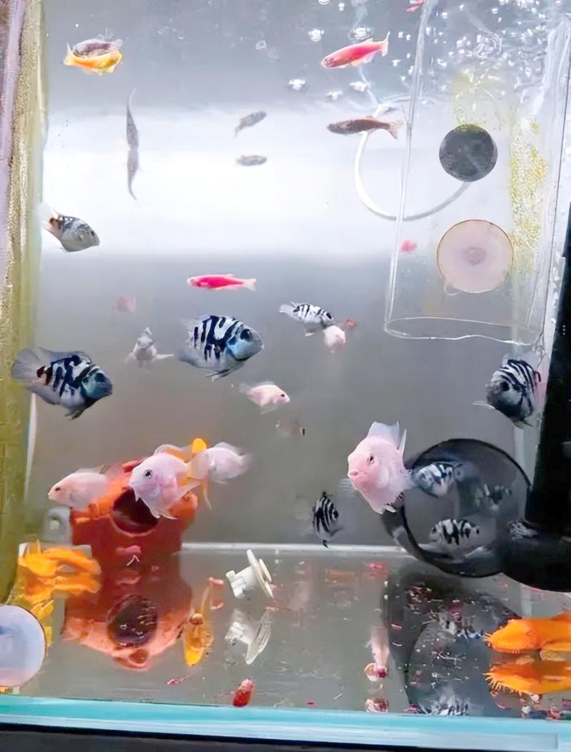 选温和大鱼混养迷你鹦鹉,鱼缸大才和谐(迷你鹦鹉鱼和什么鱼混养好) 选温和大鱼混养迷你鹦鹉,鱼缸大才和谐(迷你鹦鹉鱼和什么鱼混养好)