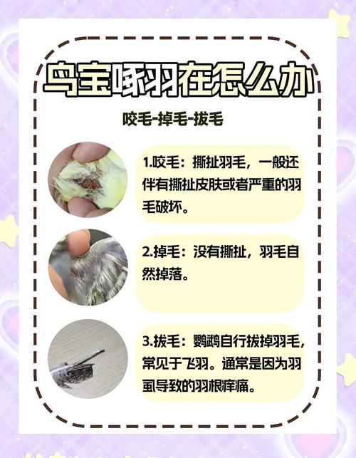 鹦鹉掉毛正常?7-9月换羽,注意健康!(鹦鹉尾巴毛被拔掉了还会长出来吗) 鹦鹉掉毛正常?7-9月换羽,注意健康!(鹦鹉尾巴毛被拔掉了还会长出来吗)