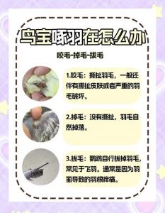 鹦鹉掉毛正常？7-9月换羽，注意健康！（鹦鹉尾巴毛被拔掉了还会长出来吗）