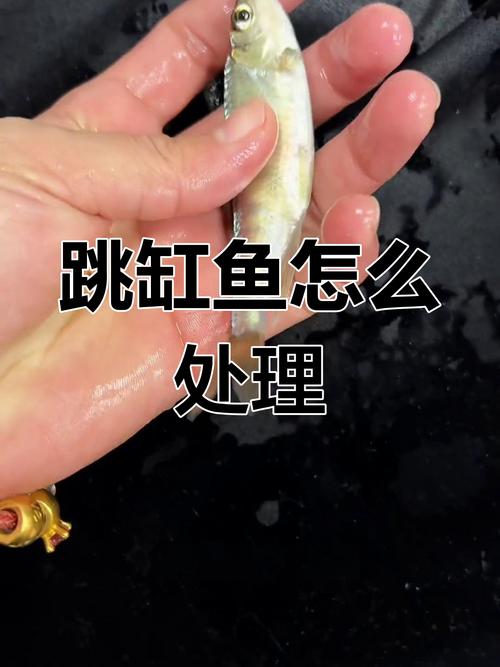 鹦鹉鱼趴缸躲角撞缸怎么办?(鹦鹉鱼突然趴缸躲角落然后撞缸怎么办) 鹦鹉鱼趴缸躲角撞缸怎么办?(鹦鹉鱼突然趴缸躲角落然后撞缸怎么办)