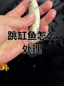 鹦鹉鱼趴缸躲角撞缸怎么办？（鹦鹉鱼突然趴缸躲角落然后撞缸怎么办）