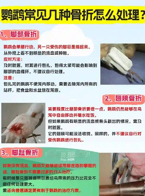 鹦鹉脚受伤怎么办?(鹦鹉脚受伤了怎么办能不能自愈) 鹦鹉脚受伤怎么办?(鹦鹉脚受伤了怎么办能不能自愈)