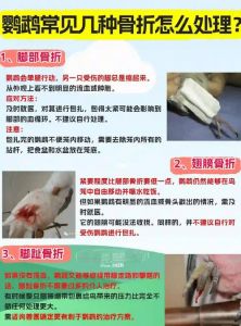 鹦鹉脚受伤怎么办？（鹦鹉脚受伤了怎么办能不能自愈）