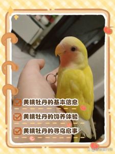 温婉可爱，需细心照料（黄桃鹦鹉）