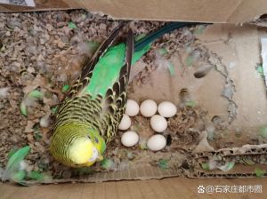 新手养虎皮鹦鹉？手把手教你喂奶！（刚出生的虎皮鹦鹉母鸟会喂它吗）