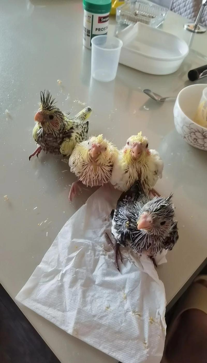虎皮鹦鹉两月小脆弱,不吃食要当心!(两个月大的鹦鹉几天不吃东西会饿死吗) 虎皮鹦鹉两月小脆弱,不吃食要当心!(两个月大的鹦鹉几天不吃东西会饿死吗)