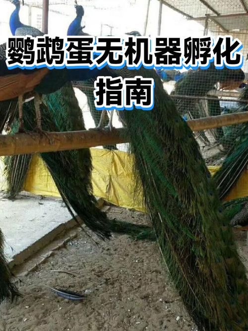 温水瓶暖蛋，细心呵护生命（鹦鹉蛋没有孵化器怎么孵化）