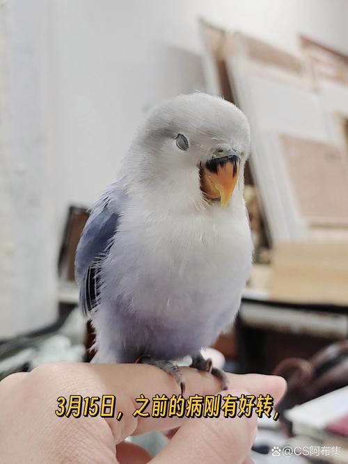 幼鸟闭眼是休息还是生病？需警惕！（鹦鹉幼鸟一直闭眼怎么回事）