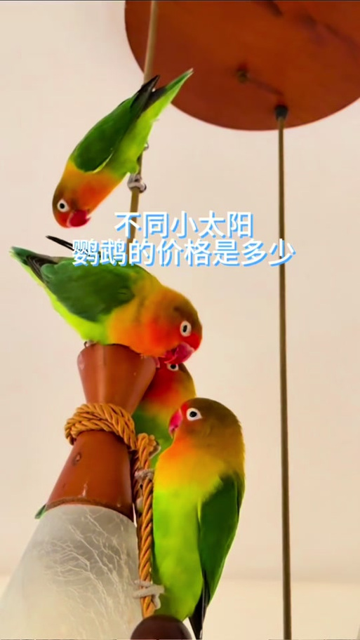 蓝化小太阳鹦鹉与肉桂小太阳鹦鹉的区别及饲养要点(蓝化肉桂小太阳鹦鹉图片) 蓝化小太阳鹦鹉与肉桂小太阳鹦鹉的区别及饲养要点(蓝化肉桂小太阳鹦鹉图片)