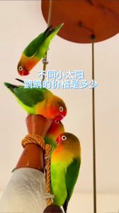 蓝化小太阳鹦鹉与肉桂小太阳鹦鹉的区别及饲养要点（蓝化肉桂小太阳鹦鹉图片）