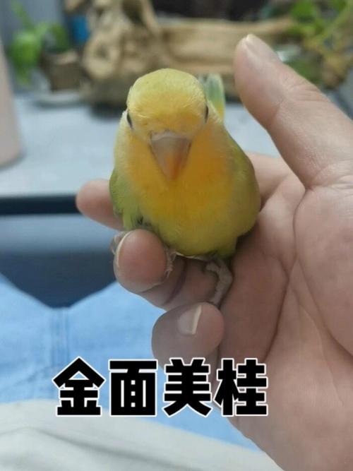 图片识别牡丹鹦鹉品种(金面美桂牡丹鹦鹉图片) 图片识别牡丹鹦鹉品种(金面美桂牡丹鹦鹉图片)