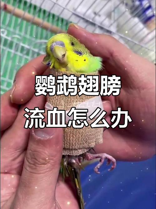 鹦鹉受伤流血能自愈吗？（鹦鹉受伤流血能自愈吗）