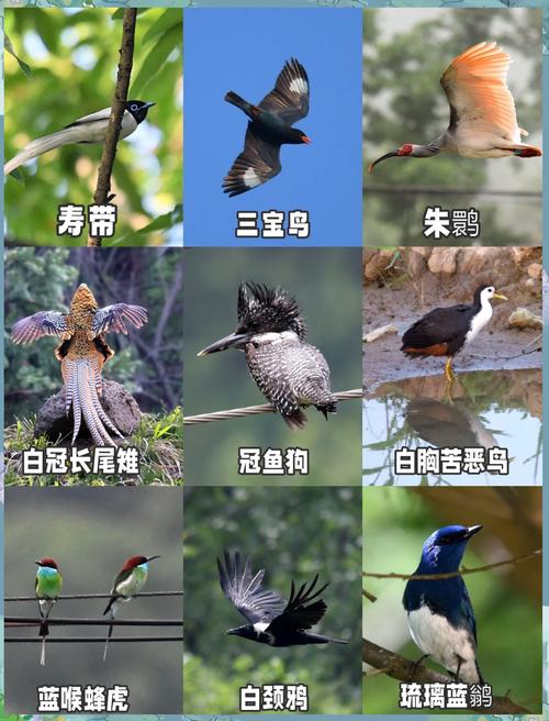 黑枕黄鹂寿带三宝鸟黑卷尾太平鸟(北方常见鸟类图片及名称) 黑枕黄鹂寿带三宝鸟黑卷尾太平鸟(北方常见鸟类图片及名称)