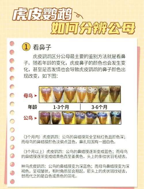 鹦鹉公母图解，新手快速分辨性别（鹦鹉公母怎么分别图片）