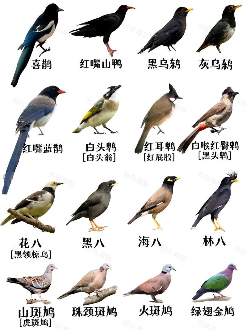 黑枕黄鹂寿带三宝鸟黑卷尾太平鸟介绍(北方省常见的鸟类图片及名称简介) 黑枕黄鹂寿带三宝鸟黑卷尾太平鸟介绍(北方省常见的鸟类图片及名称简介)