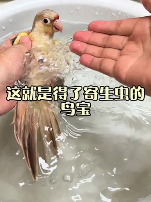 警惕!健康鹦鹉也可能感染寄生虫,预防措施要知道(鹦鹉身上有寄生虫吗) 警惕!健康鹦鹉也可能感染寄生虫,预防措施要知道(鹦鹉身上有寄生虫吗)