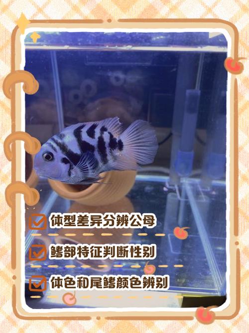 白迷你鹦鹉鱼公母分辨法(白迷你鹦鹉鱼怎么分辨公母图片) 白迷你鹦鹉鱼公母分辨法(白迷你鹦鹉鱼怎么分辨公母图片)