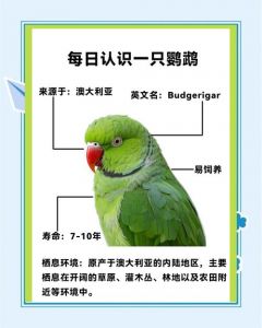 虎皮鹦鹉好养易亲近，是不错的宠物选择（哪种鹦鹉会说话又好养又亲近人）