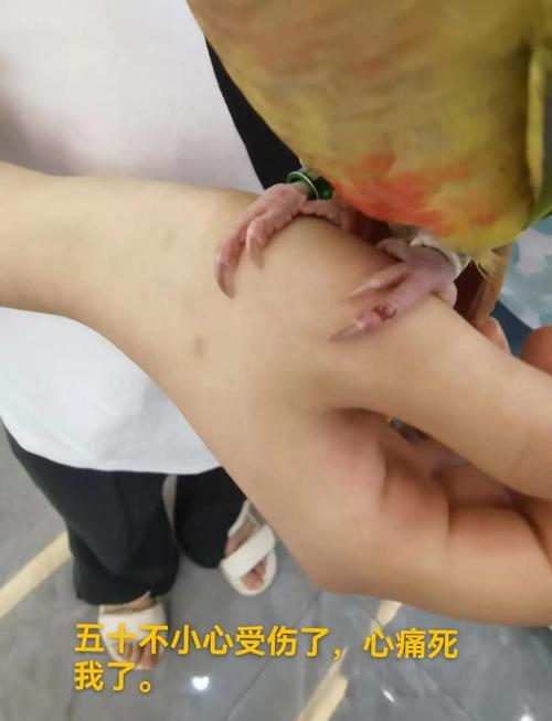 鹦鹉受伤流血怎么办？（鹦鹉受伤流血怎么处理）
