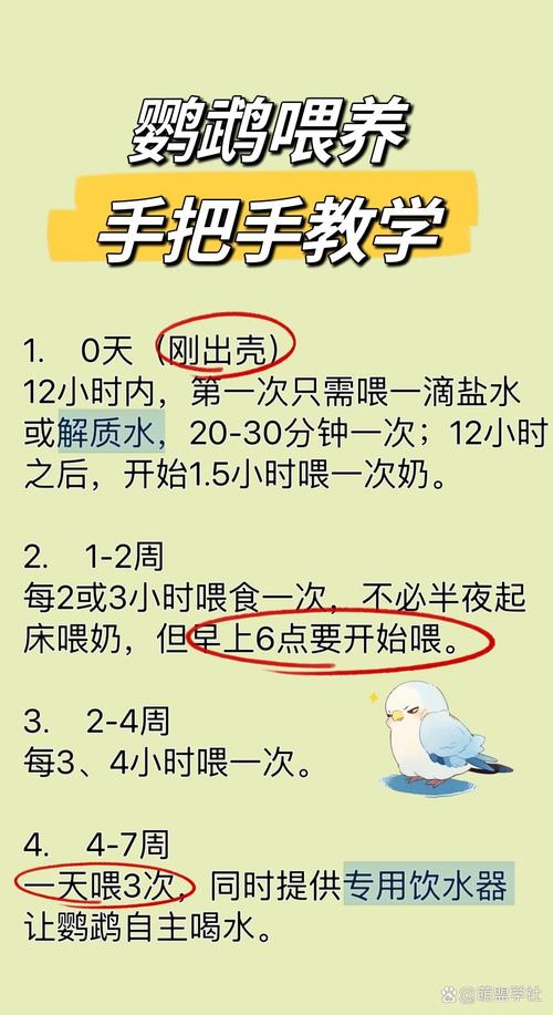 小虎皮鹦鹉奶粉喂养全攻略(刚孵化出的小虎皮鹦鹉如何喂最好) 小虎皮鹦鹉奶粉喂养全攻略(刚孵化出的小虎皮鹦鹉如何喂最好)