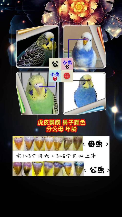 触摸鹦鹉嗉囊,判断消化好方法(怎么看鹦鹉吃饱没嗉囊了) 触摸鹦鹉嗉囊,判断消化好方法(怎么看鹦鹉吃饱没嗉囊了)