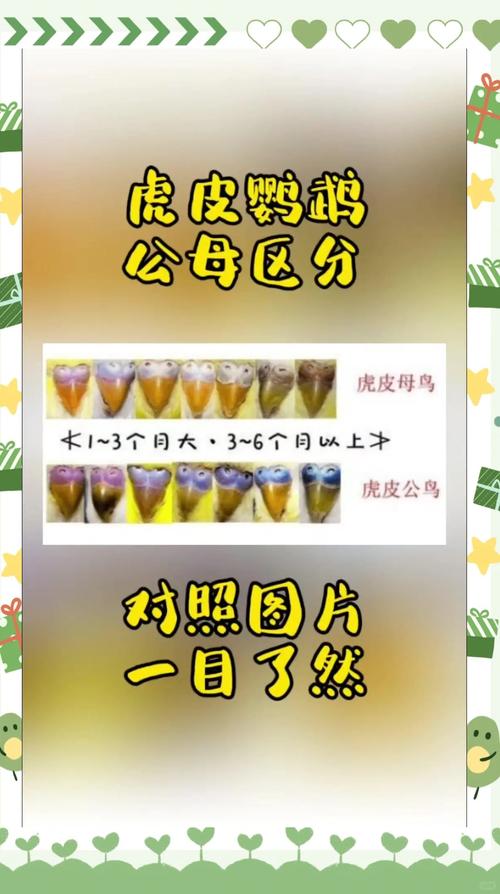 公虎皮鹦鹉点头什么意思?(公虎皮鹦鹉一直上下点头是怎么了) 公虎皮鹦鹉点头什么意思?(公虎皮鹦鹉一直上下点头是怎么了)
