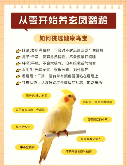 新手养鹦鹉选对品种勤观察,健康陪伴责任重(新手养鹦鹉注意事项) 新手养鹦鹉选对品种勤观察,健康陪伴责任重(新手养鹦鹉注意事项)