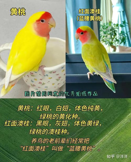 可爱活泼好宠物(蓝腰澳桂牡丹鹦鹉) 可爱活泼好宠物(蓝腰澳桂牡丹鹦鹉)