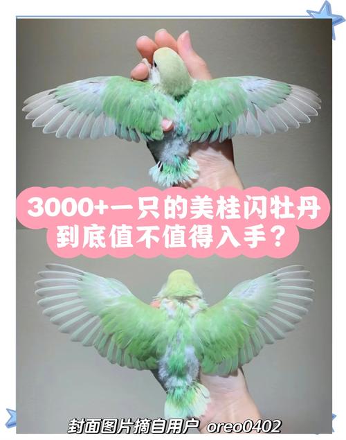 遗传科学助你育出完美后代（美桂闪牡丹鹦鹉母配什么品种牡丹鹦鹉好）