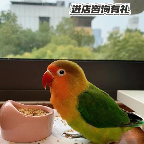 色彩绚丽,互动需耐心,带来温馨生活(金丝牡丹鹦鹉图片) 色彩绚丽,互动需耐心,带来温馨生活(金丝牡丹鹦鹉图片)