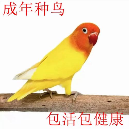 色彩绚丽,互动需耐心,带来温馨生活(金丝牡丹鹦鹉图片) 色彩绚丽,互动需耐心,带来温馨生活(金丝牡丹鹦鹉图片)