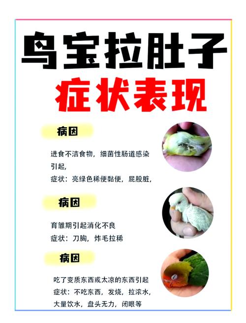 鹦鹉拉稀?调整饮食补充益生菌!(鹦鹉吃湿的谷子拉稀了怎么办) 鹦鹉拉稀?调整饮食补充益生菌!(鹦鹉吃湿的谷子拉稀了怎么办)