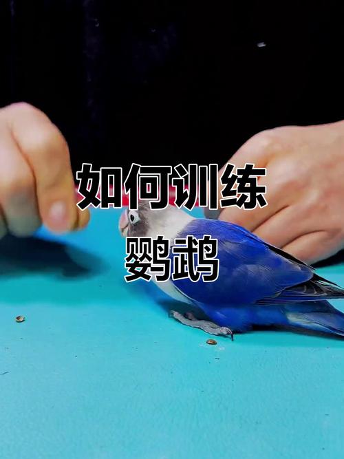 幼虎皮鹦鹉食物引导亲近人（鹦鹉不亲人怎么训练）