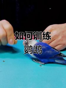 幼虎皮鹦鹉食物引导亲近人（鹦鹉不亲人怎么训练）