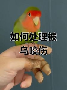 鹦鹉咬伤处理及幼鸟养护小贴士（被鹦鹉咬出血怎么办）