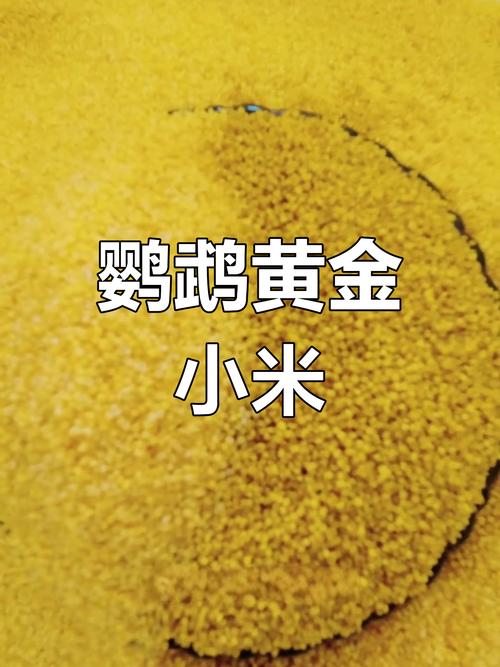 鹦鹉营养蛋小米做法,人工孵化技巧(鹦鹉吃的蛋小米制作方法) 鹦鹉营养蛋小米做法,人工孵化技巧(鹦鹉吃的蛋小米制作方法)