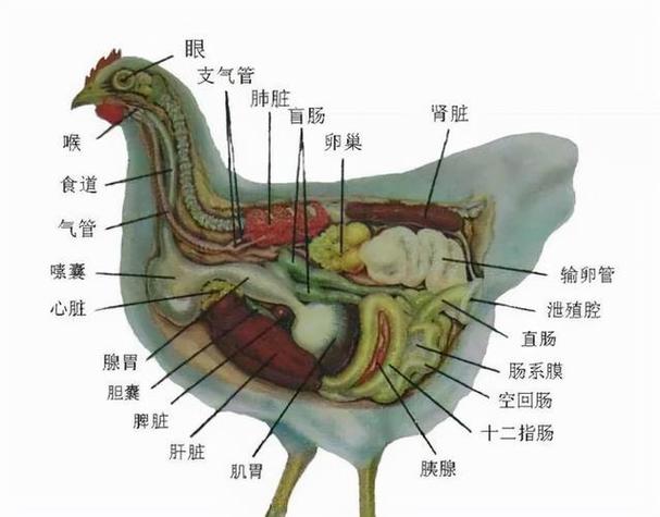 鸟类消化系统专为飞行设计(鸟的消化系统结构图) 鸟类消化系统专为飞行设计(鸟的消化系统结构图)