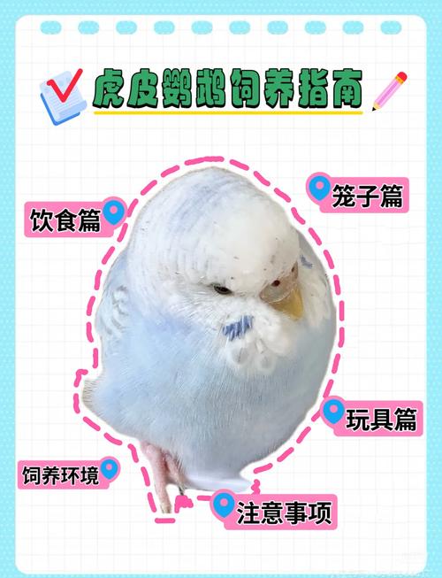 新手养鹦鹉,选对品种勤观察!(鹦鹉幼崽饲养方法和注意事项) 新手养鹦鹉,选对品种勤观察!(鹦鹉幼崽饲养方法和注意事项)