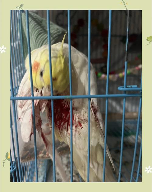 鹦鹉摔伤骨折怎么办?(鹦鹉摔伤不吃怎么办) 鹦鹉摔伤骨折怎么办?(鹦鹉摔伤不吃怎么办)