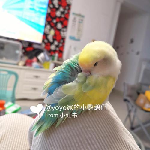 花桃牡丹鹦鹉杂交养殖及价格(花桃牡丹鹦鹉怎么配出来的) 花桃牡丹鹦鹉杂交养殖及价格(花桃牡丹鹦鹉怎么配出来的)