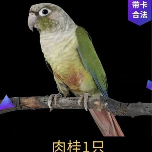 温暖可爱,活泼聪明(肉桂小太阳鹦鹉图片) 温暖可爱,活泼聪明(肉桂小太阳鹦鹉图片)