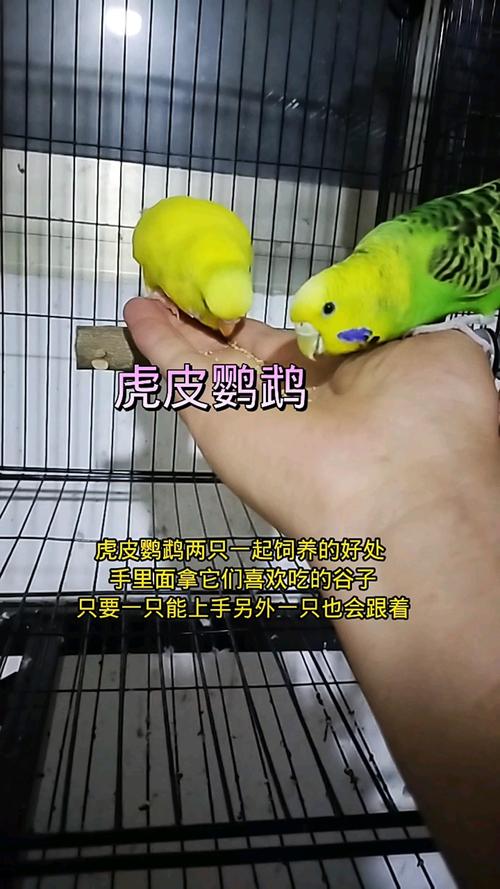 性格合不合比花色重要（两只花色不同虎皮鹦鹉在一起养会怎么样）