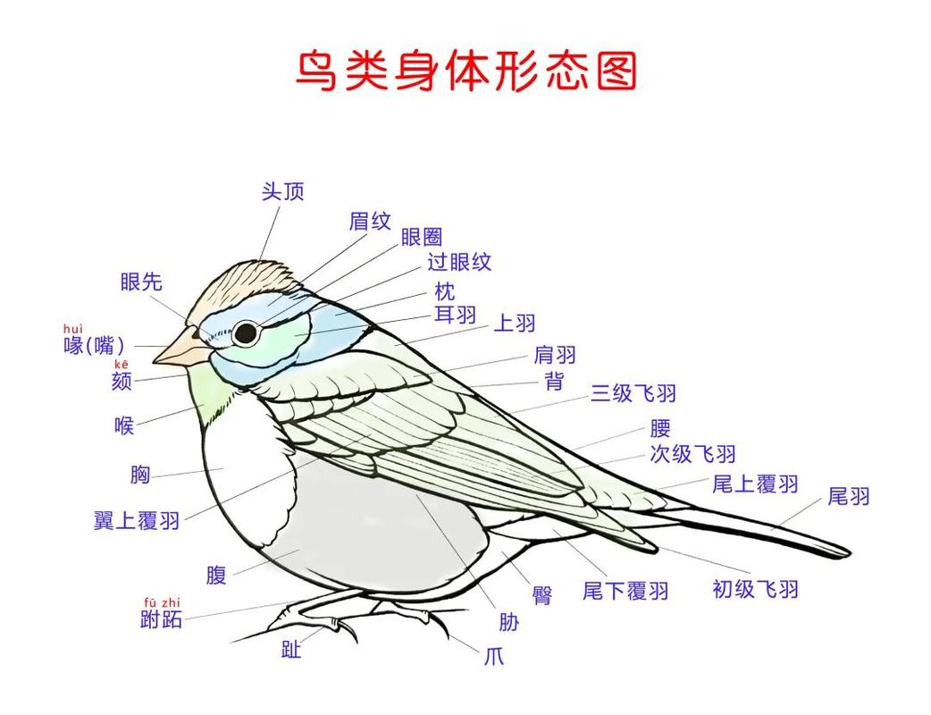 珍稀常见应有尽有(湖南鸟类大全图片及名称) 珍稀常见应有尽有(湖南鸟类大全图片及名称)
