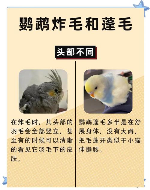 惊吓鹦鹉怎么办?安静安抚和陪伴最重要!(鹦鹉受惊吓后如何恢复) 惊吓鹦鹉怎么办?安静安抚和陪伴最重要!(鹦鹉受惊吓后如何恢复)