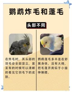 惊吓鹦鹉怎么办？安静安抚和陪伴最重要！（鹦鹉受惊吓后如何恢复）