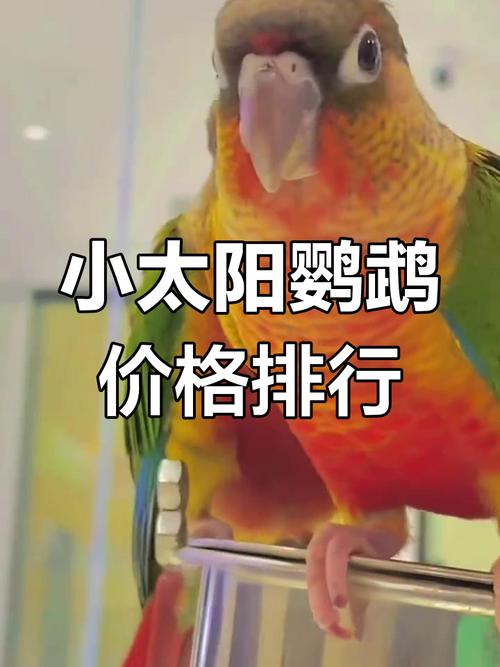 蓝化小太阳鹦鹉价格暴跌,百元入门宠!(蓝化小太阳鹦鹉的价位) 蓝化小太阳鹦鹉价格暴跌,百元入门宠!(蓝化小太阳鹦鹉的价位)